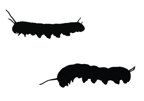 Caterpillar silhouette free.