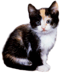 chat clipart chaton