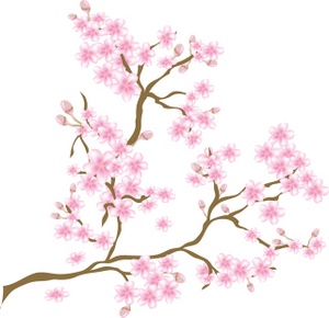 Free cherry blossom.