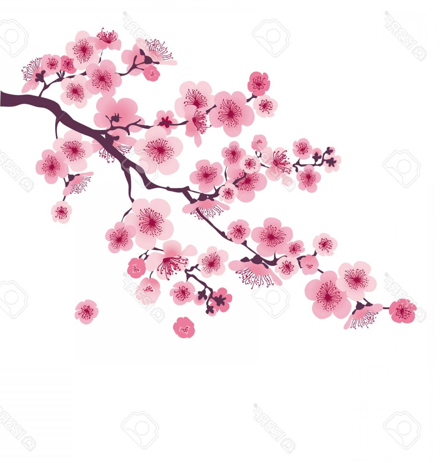 Cherry Blossom Vector Clip Art