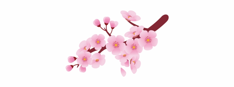 cherry clipart blossom