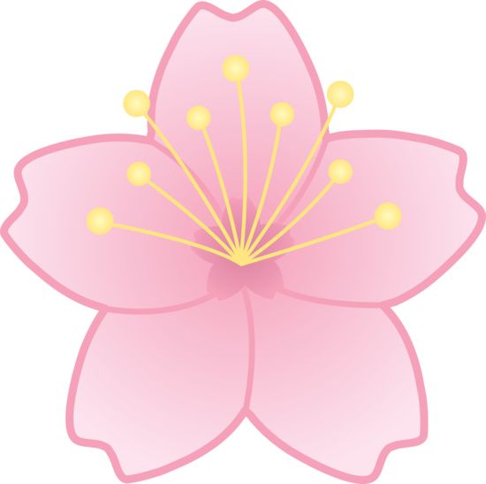 Free clip art of a pink cherry blossom flower