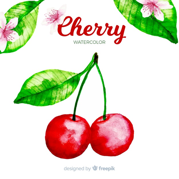 Watercolor cherry vector.