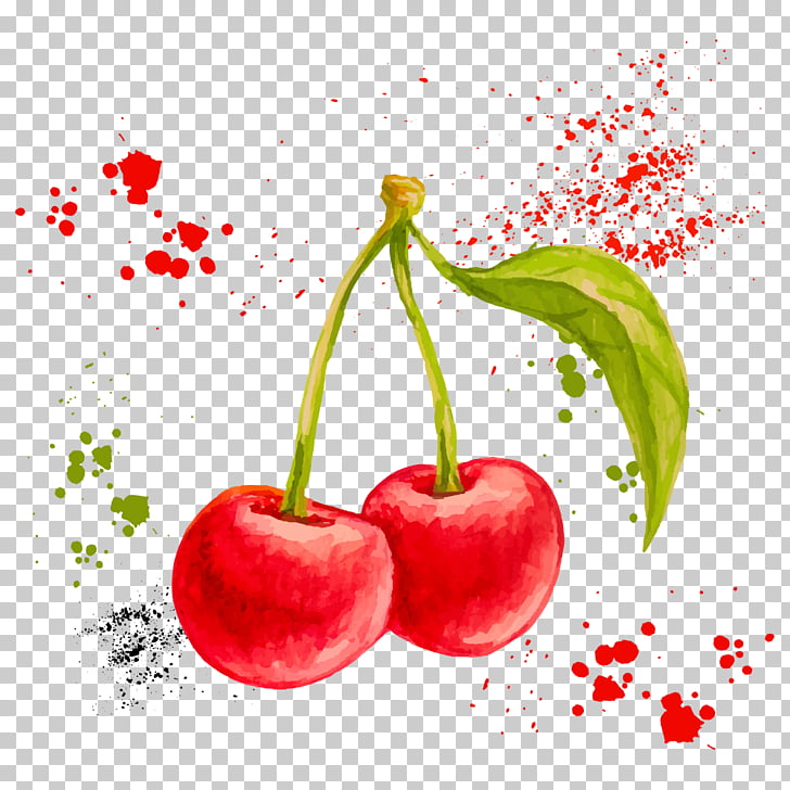 cherry clipart watercolor