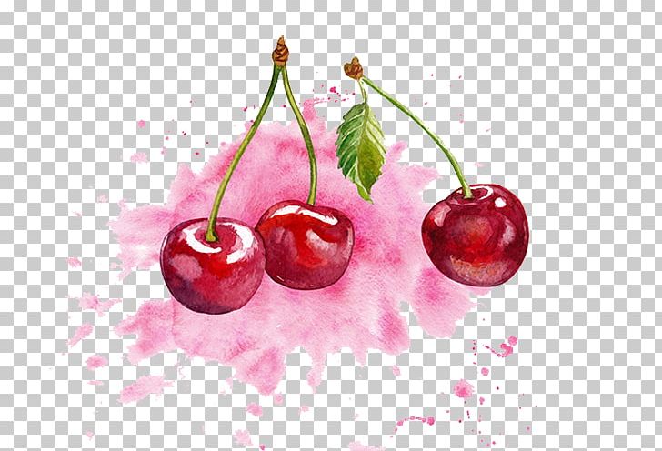 Cherry watercolor painting.
