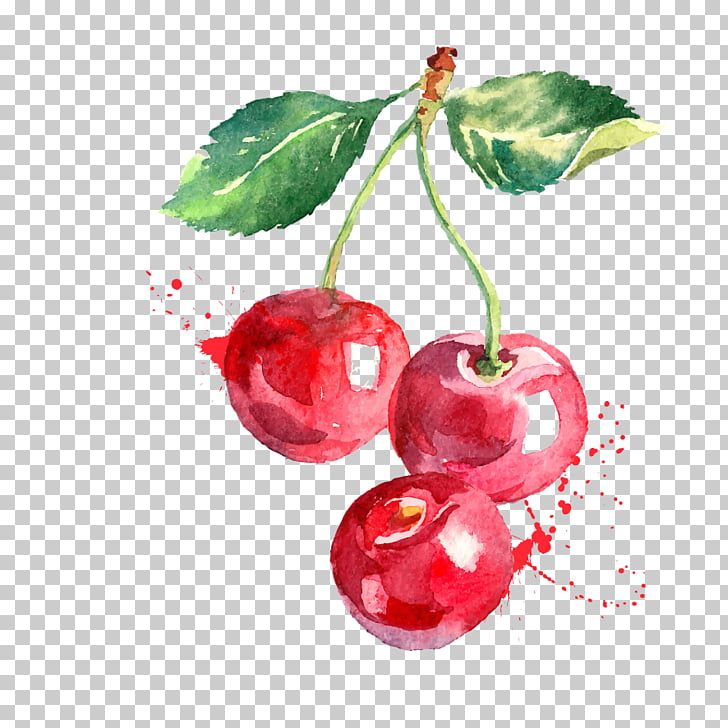 Watercolor painting graphics Cherry Drawing Berry, cherry