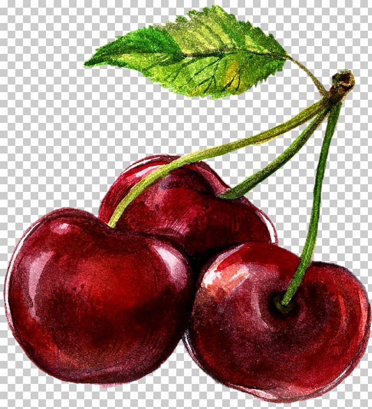 Watercolor painting Cherry Illustration, Hand