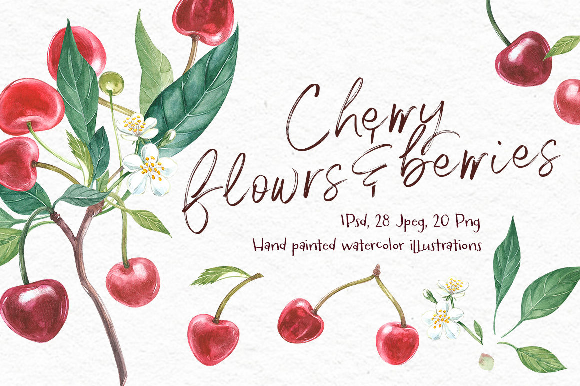 Cherry graphic watercolor.