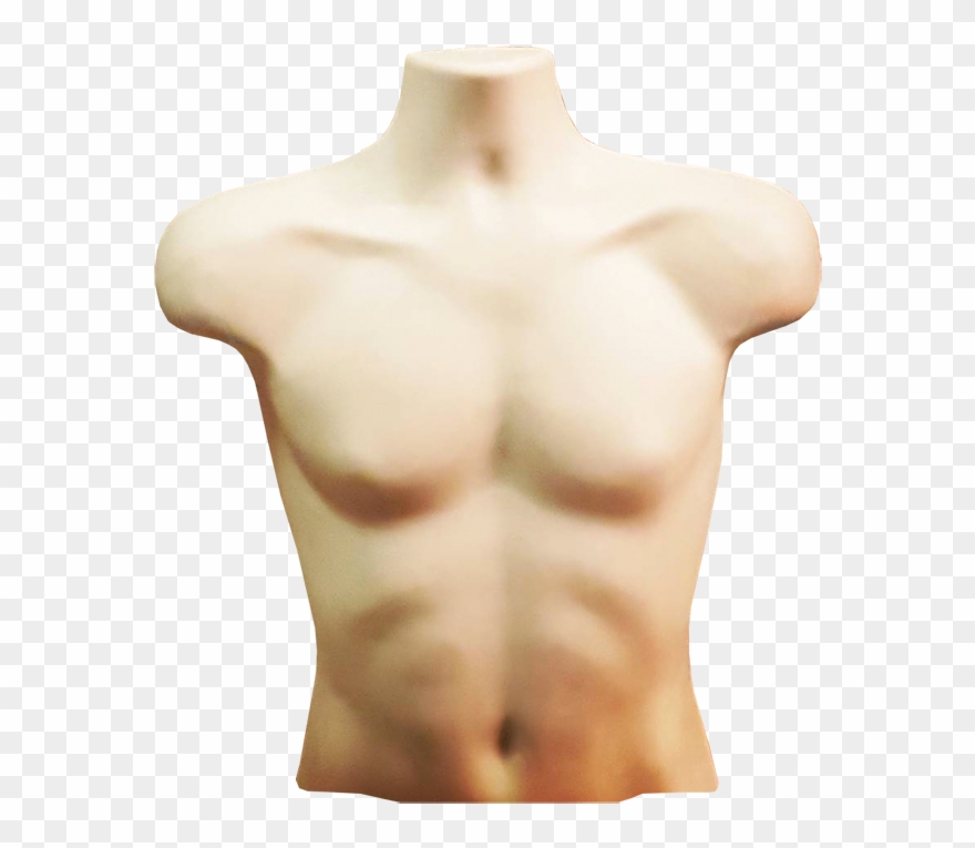 chest clipart torso