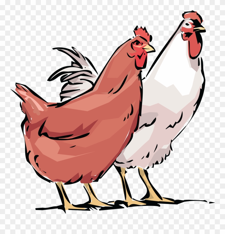 Free Clipart Of A Chicken Hen And Rooster