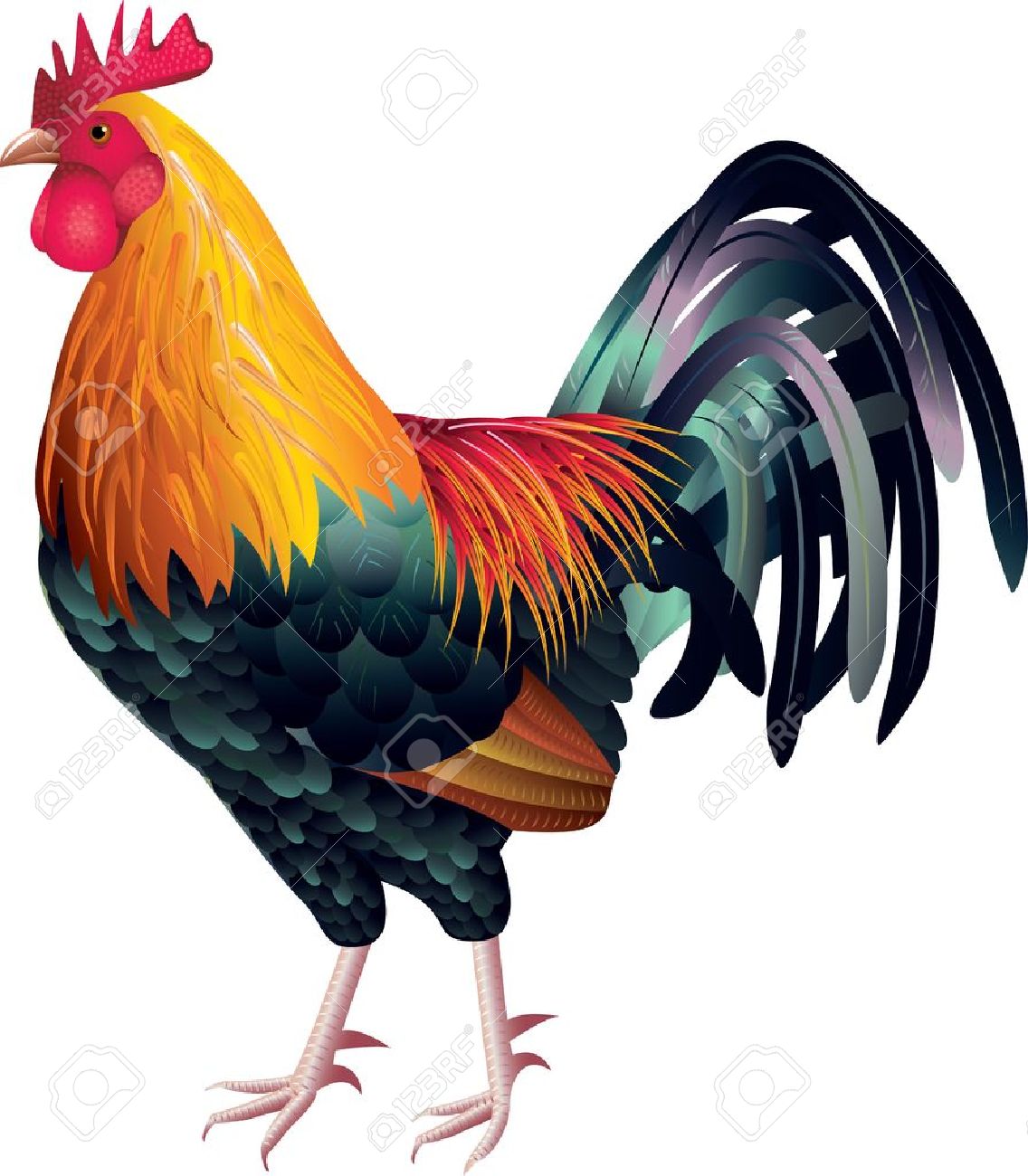 Realistic Clipart chicken