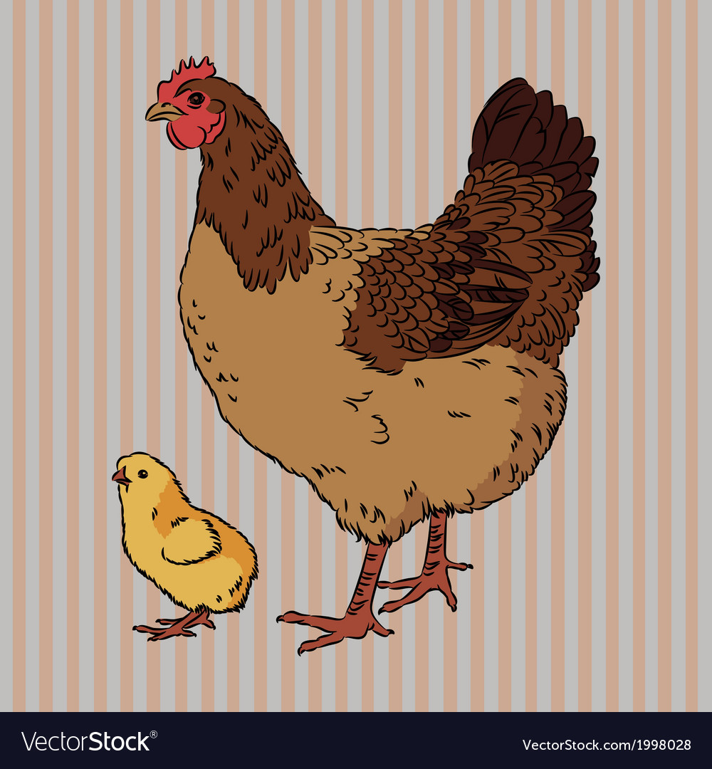 Realistic broody chicken.