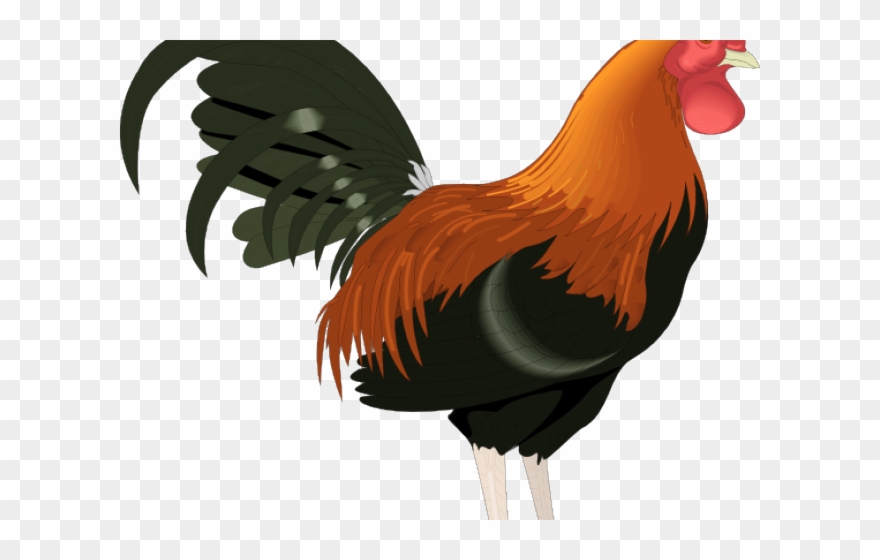 Realistic Clipart Chicken