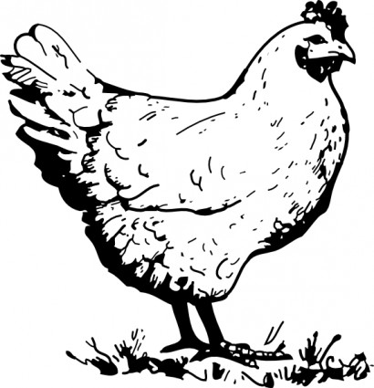 Free Chicken Vector Cliparts, Download Free Clip Art, Free