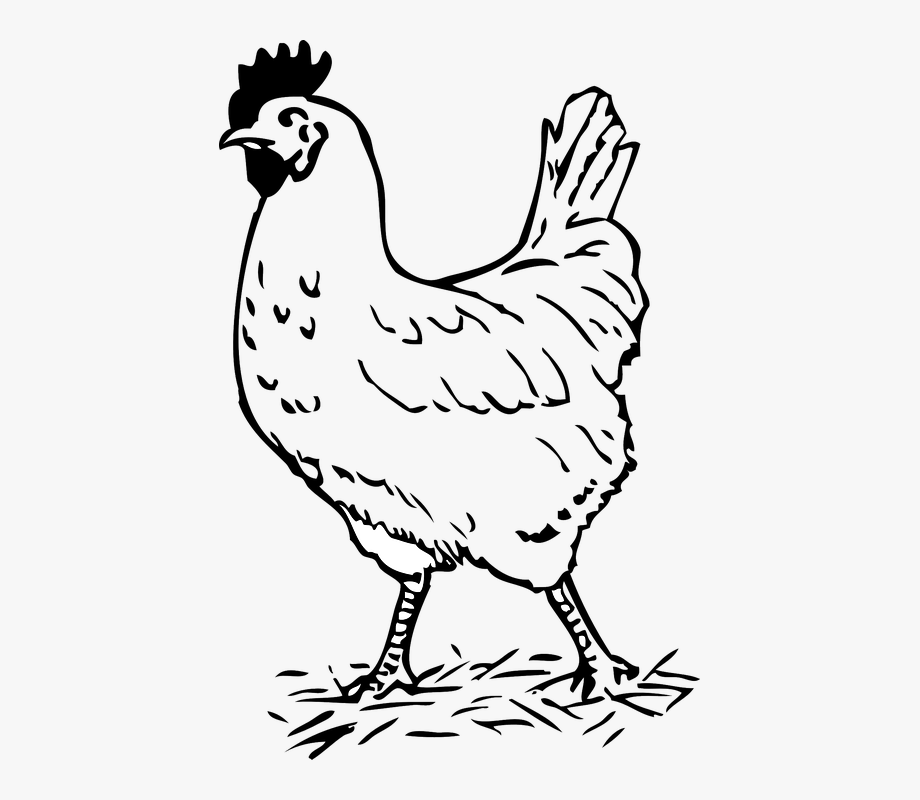 Rooster bird chicken.
