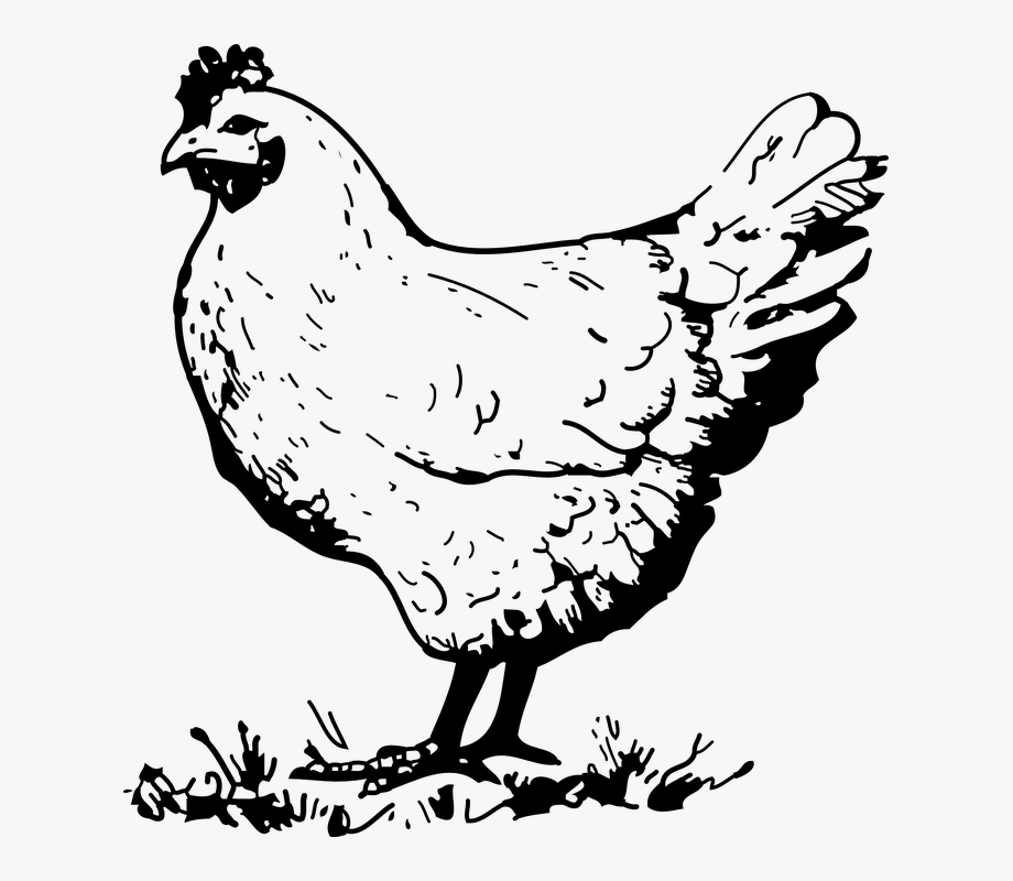 Chicken Black And White Clip Art