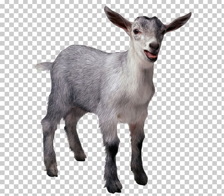 Pygmy Goat Sheep Cattle Pig Livestock PNG, Clipart