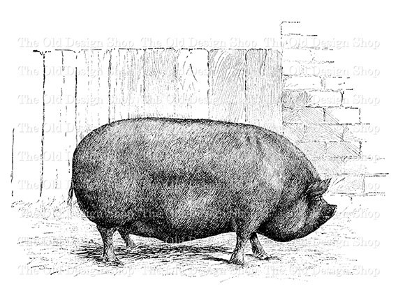 Pig Clip Art Prize Berkshire Vintage Farm Illustration