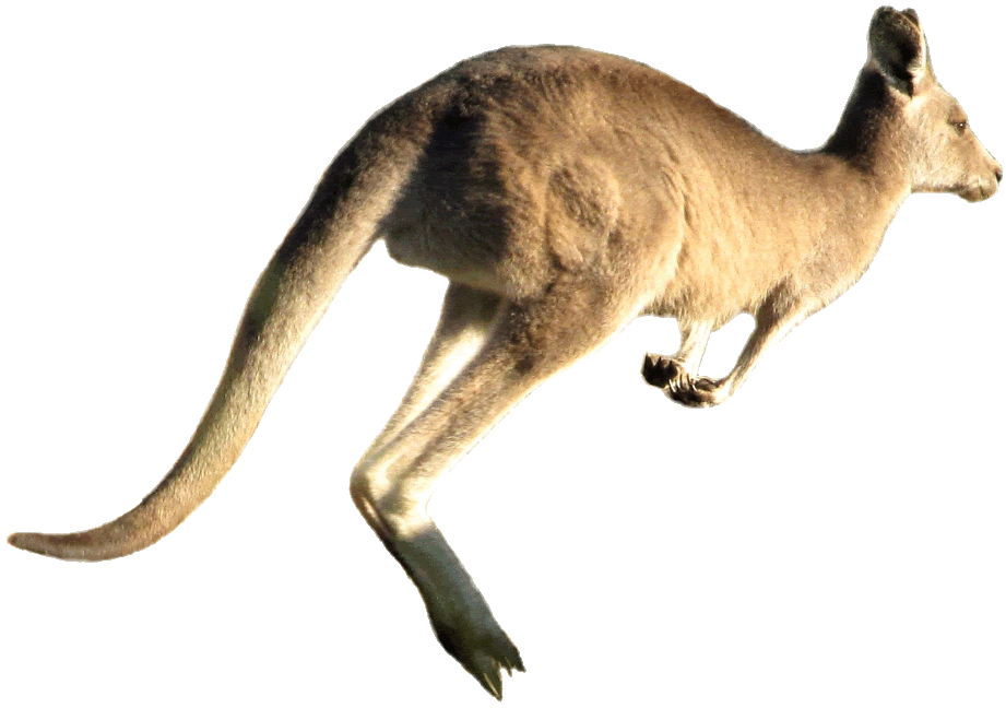 Kangaroo jumping clipart.