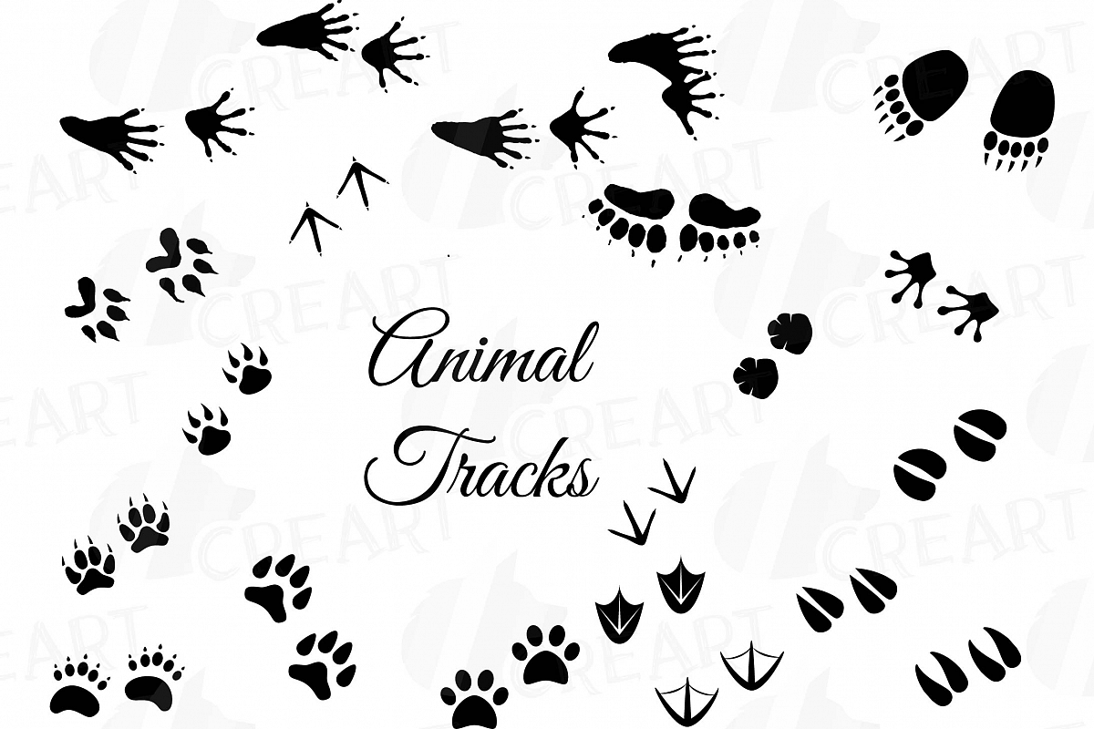 Animal tracks woodland.
