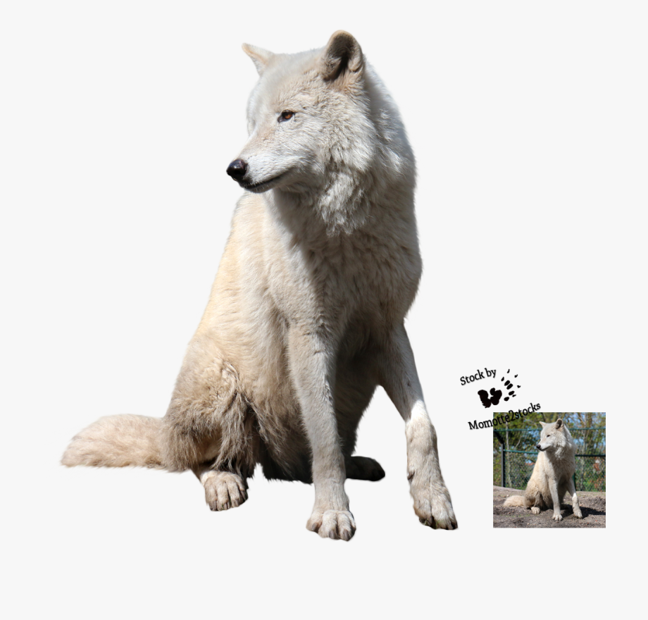 White Wolf, Wolves, Animaux, Arctic Wolf
