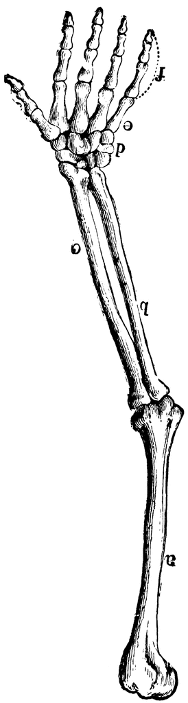 Free bones skeleton.