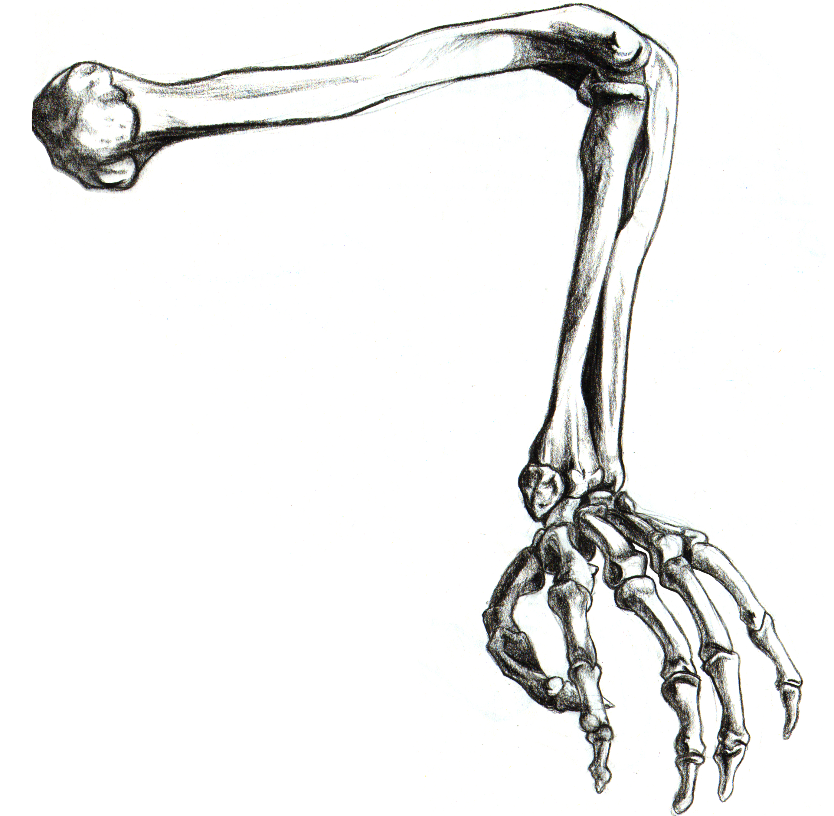 Free skeleton arm.
