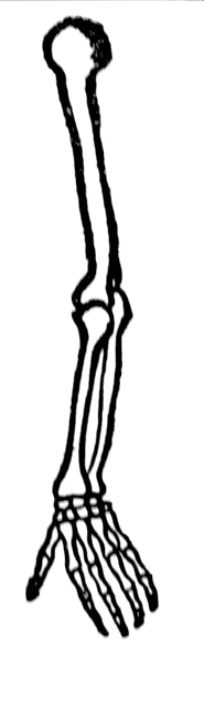 Bones of Arm