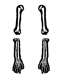 clipart arm skeleton