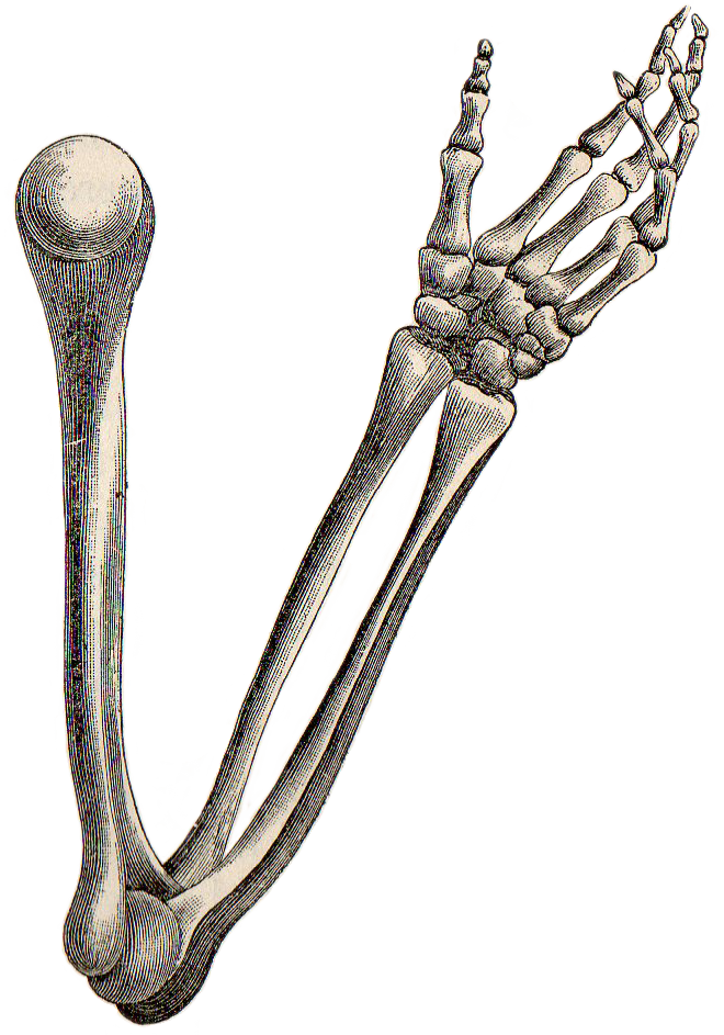 Clipart skeleton arm.