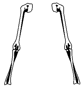 Free bones skeleton.