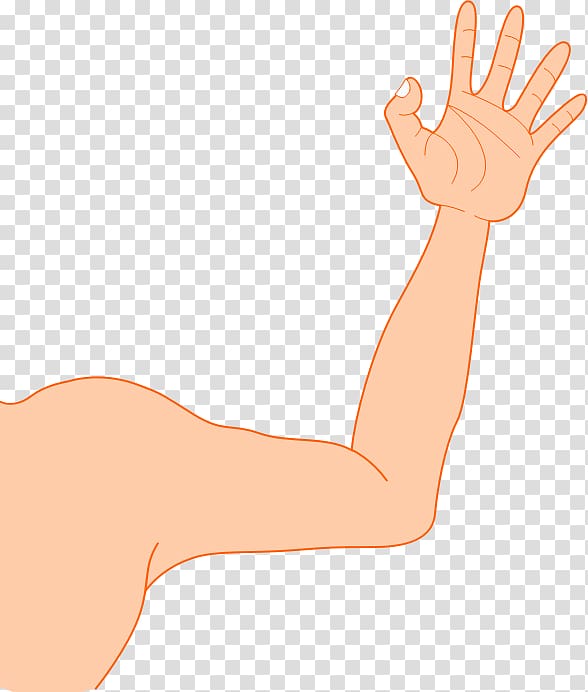 Thumb Hand model Elbow Human leg, Arm transparent background