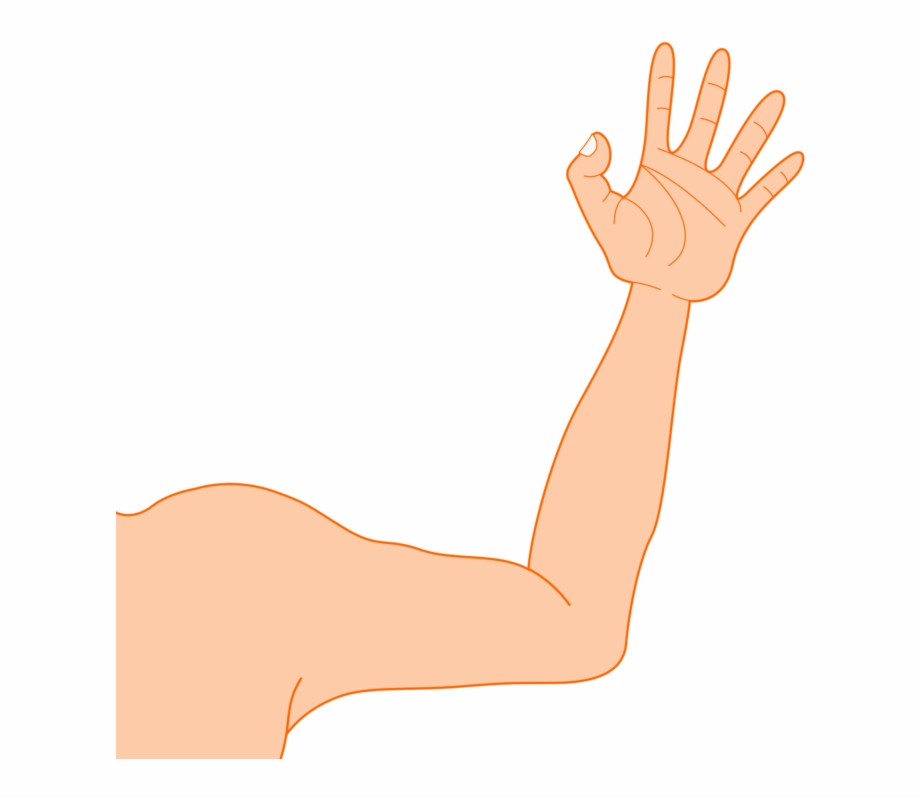Muscle Arms Png Transparent Background