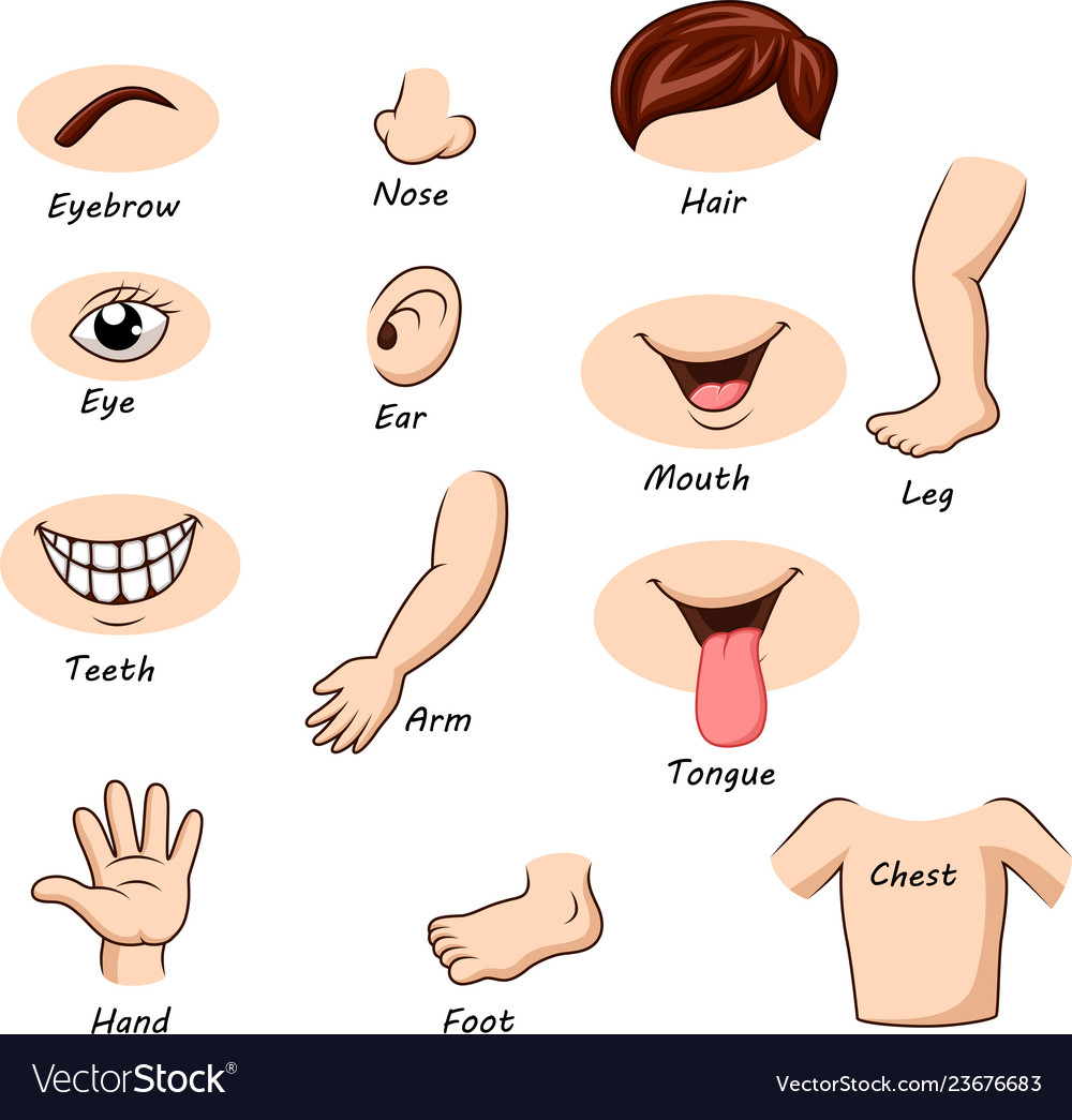clipart arms body parts