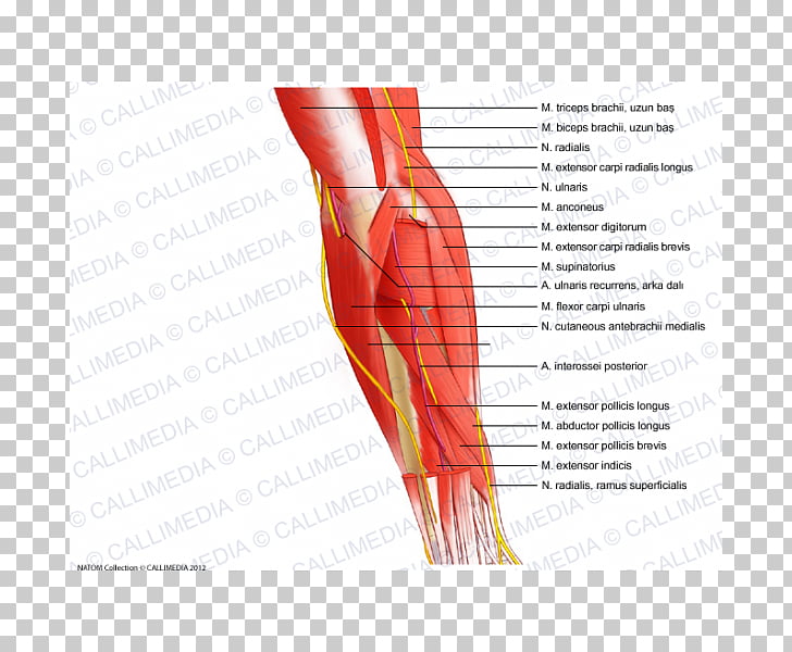 Finger Elbow Muscle Forearm Nerve, arm PNG clipart