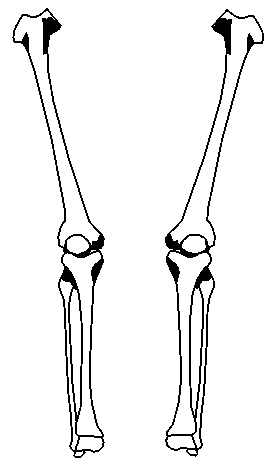 Free Bones Skeleton Cliparts, Download Free Clip Art, Free