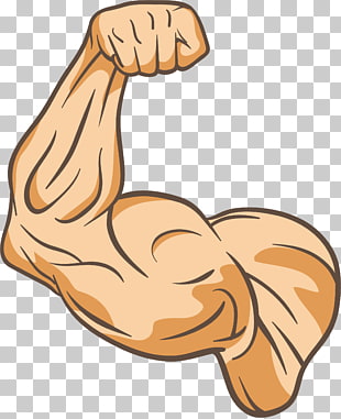 Muscle arms Muscle arms , strong arms, human muscle