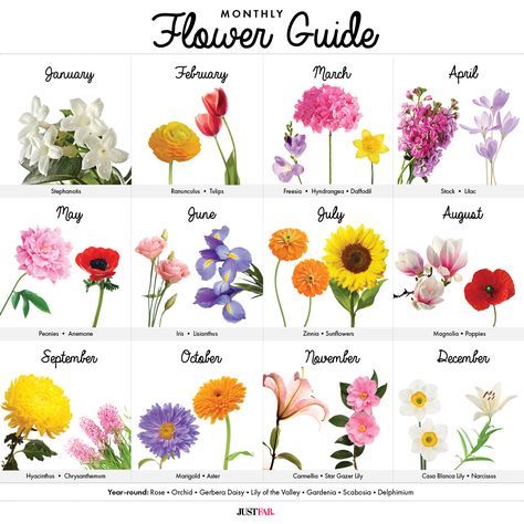 A Visual Guide to Wedding Flowers by Month