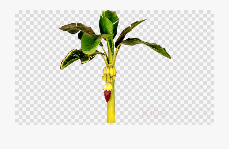 Tree Clipart Banana