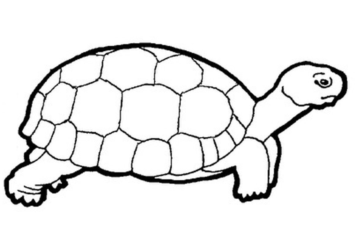Turtle Clip Art Black And White
