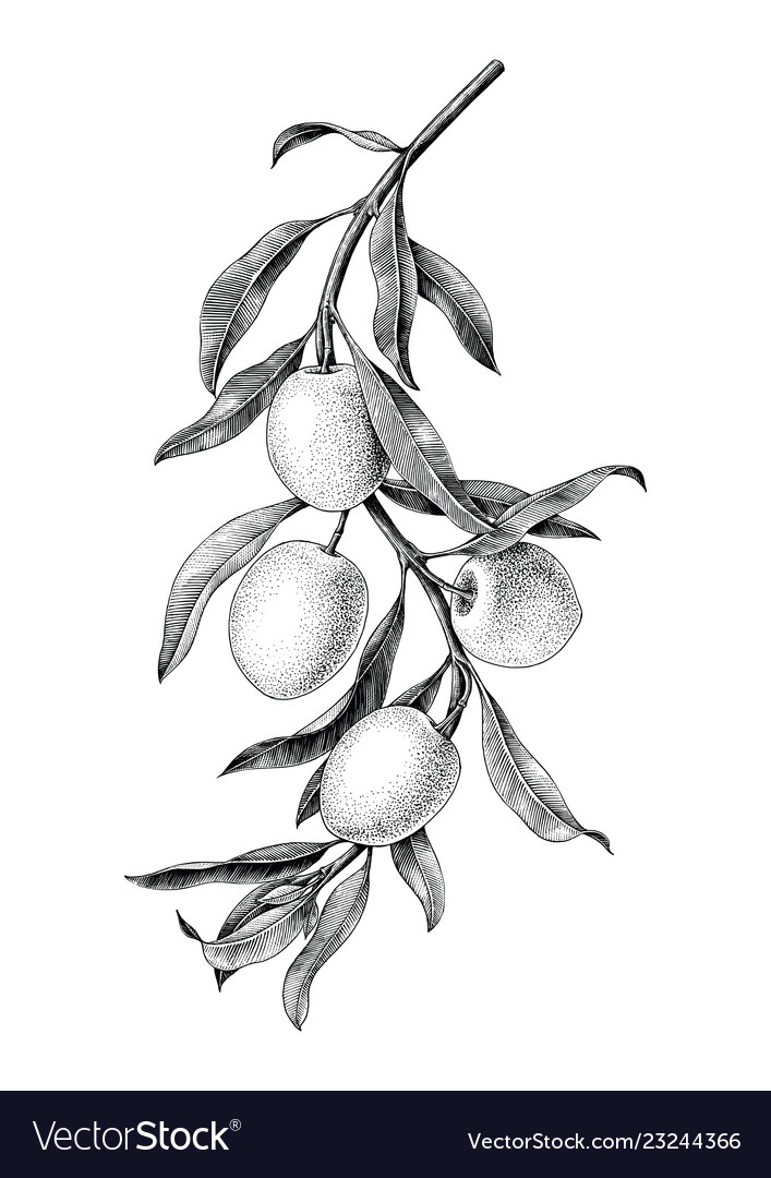 Olives branch black and white vintage clip art