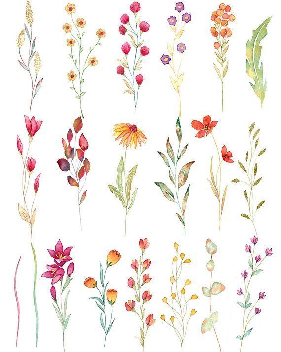 Wilde Blume Aquarell Clipart, Aquarell Wildblumen, florale