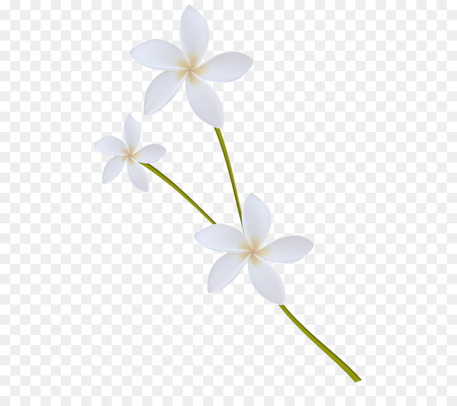 Blume bltenblatt fotografie.