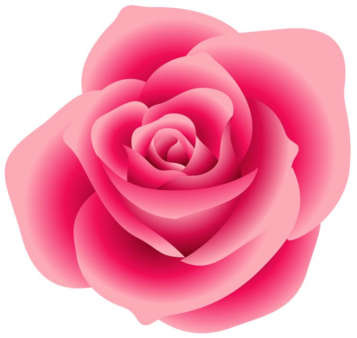 Large pink rose clipart blumen pink roses clip
