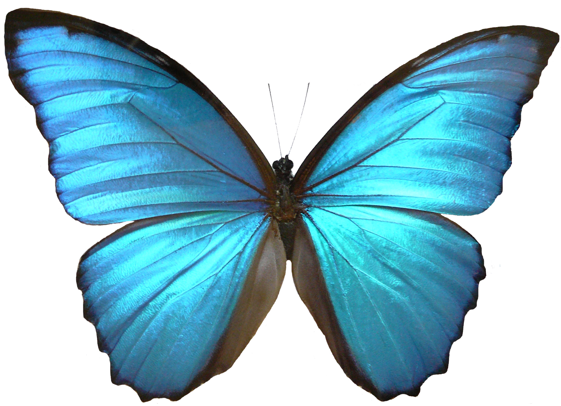 Free blue butterfly.