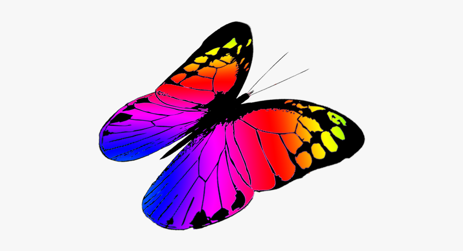Free Butterflies Drawing