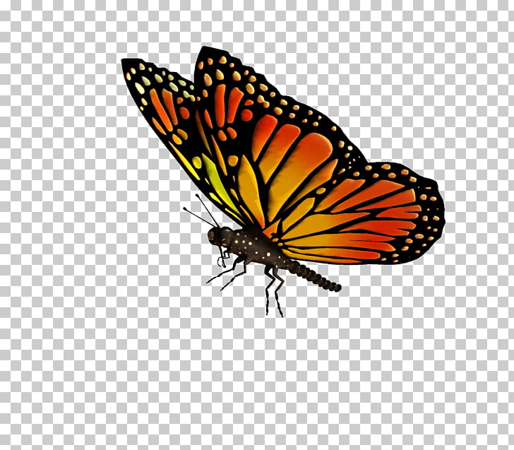 Monarch butterfly drawing.