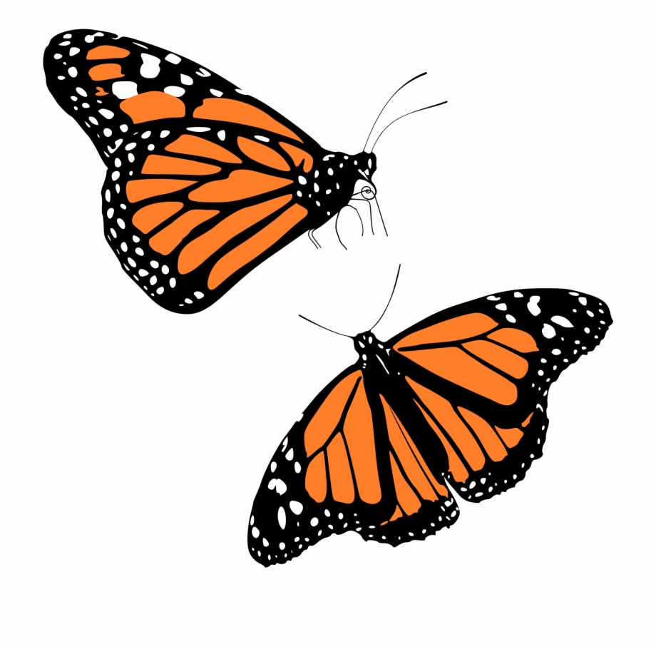 Monarch butterfly png.