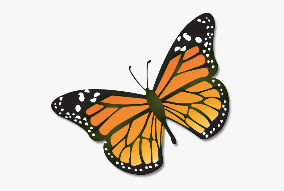 Monarch butterfly cartoon.