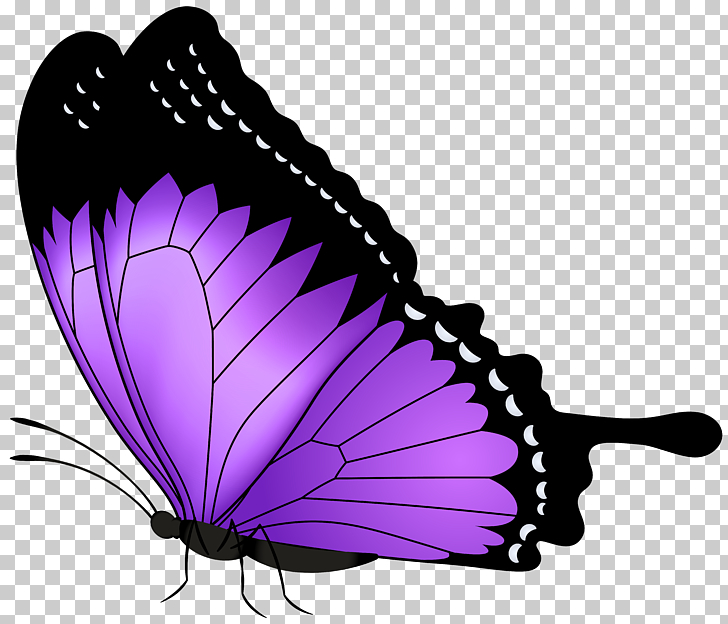 Butterfly purple purple.